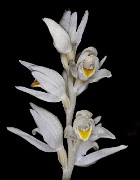 Cephalanthera austiniae - Phantom Orchid 17-8254